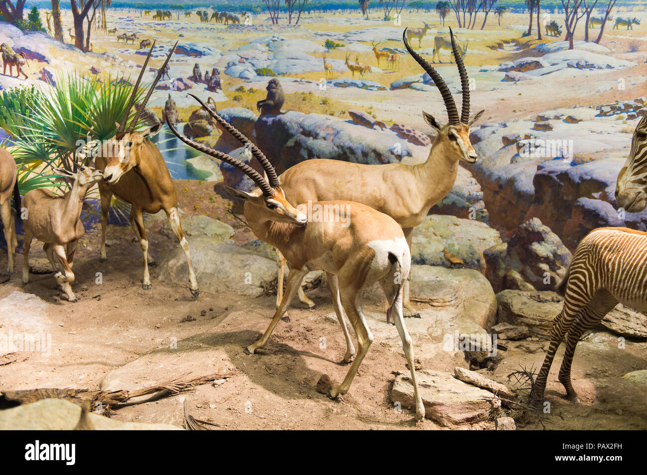 NEW YORK, USA - 22.September 2015: Antilope Modelle im Amerikanischen Museum für Naturgeschichte (AMNH). Es ist eines der größten Museen der Welt. Stockfoto