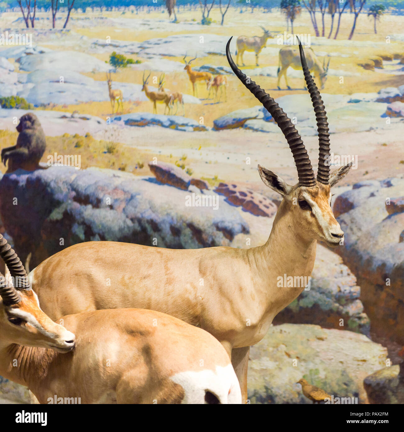 NEW YORK, USA - 22.September 2015: Antilope Modelle im Amerikanischen Museum für Naturgeschichte (AMNH). Es ist eines der größten Museen der Welt. Stockfoto