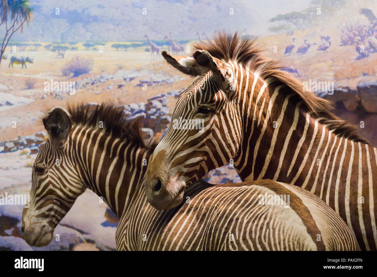NEW YORK, USA - 22.September 2015: American Museum of Natural History (AMNH). Es ist eines der größten Museen der Welt. Stockfoto