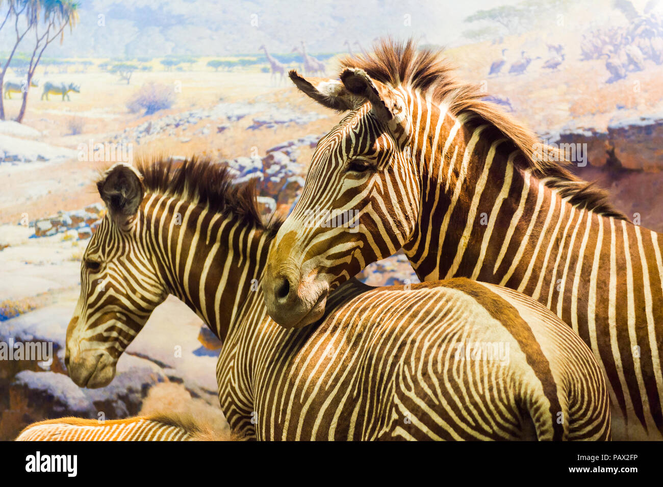 NEW YORK, USA - 22.September 2015: American Museum of Natural History (AMNH). Es ist eines der größten Museen der Welt. Stockfoto