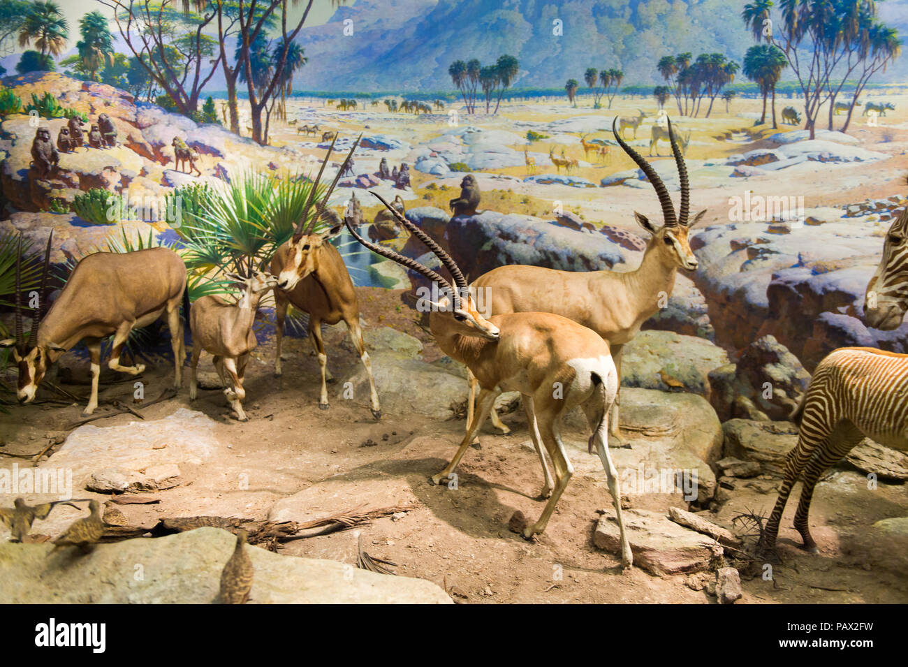 NEW YORK, USA - 22.September 2015: Antilope Modelle im Amerikanischen Museum für Naturgeschichte (AMNH). Es ist eines der größten Museen der Welt. Stockfoto