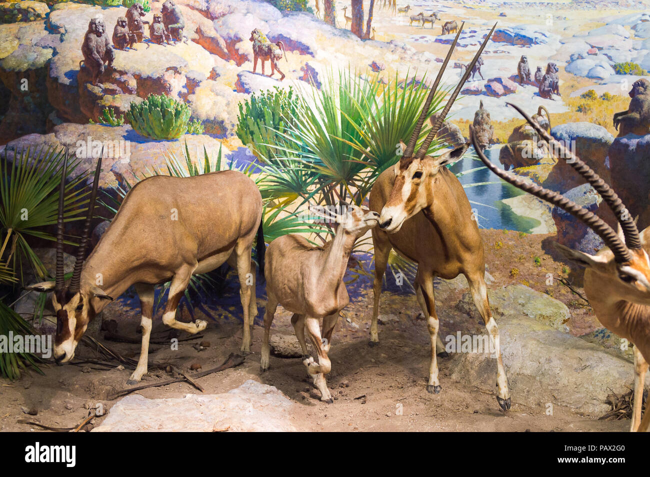 NEW YORK, USA - 22.September 2015: American Museum of Natural History (AMNH). Es ist eines der größten Museen der Welt. Stockfoto