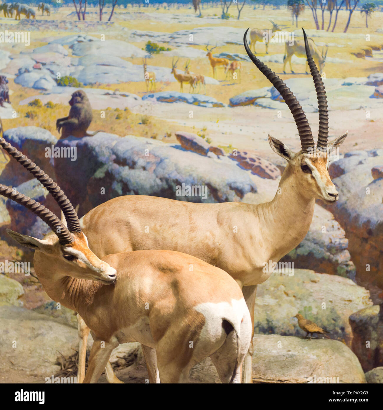 NEW YORK, USA - 22.September 2015: Antilope Modelle im Amerikanischen Museum für Naturgeschichte (AMNH). Es ist eines der größten Museen der Welt. Stockfoto