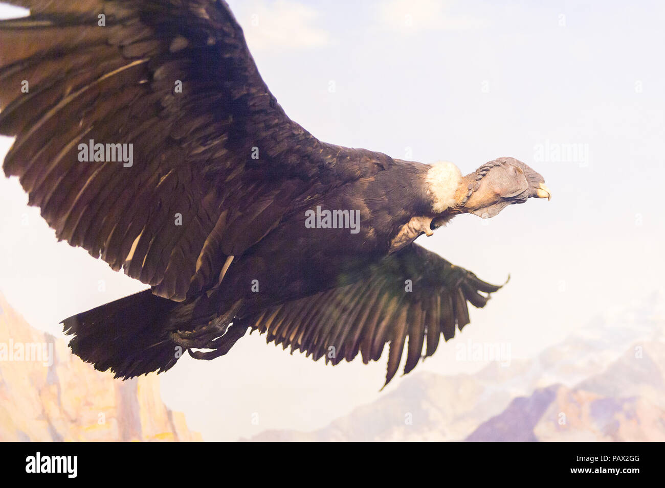 NEW YORK, USA - 22.September 2015: Modell Geier im Amerikanischen Museum für Naturgeschichte (AMNH). Es ist eines der größten Museen der Welt. Stockfoto