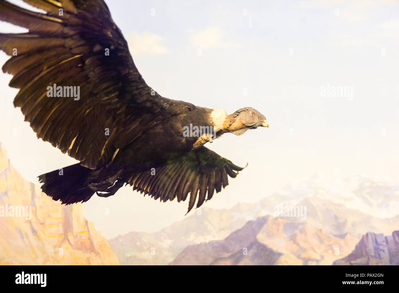 NEW YORK, USA - 22.September 2015: Modell Geier im Amerikanischen Museum für Naturgeschichte (AMNH). Es ist eines der größten Museen der Welt. Stockfoto