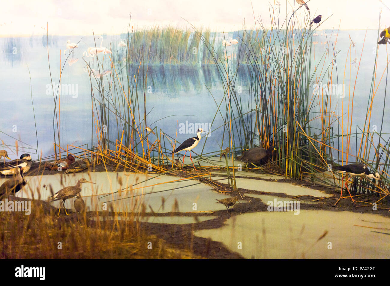 NEW YORK, USA - 22.September 2015: American Museum of Natural History (AMNH). Es ist eines der größten Museen der Welt. Stockfoto