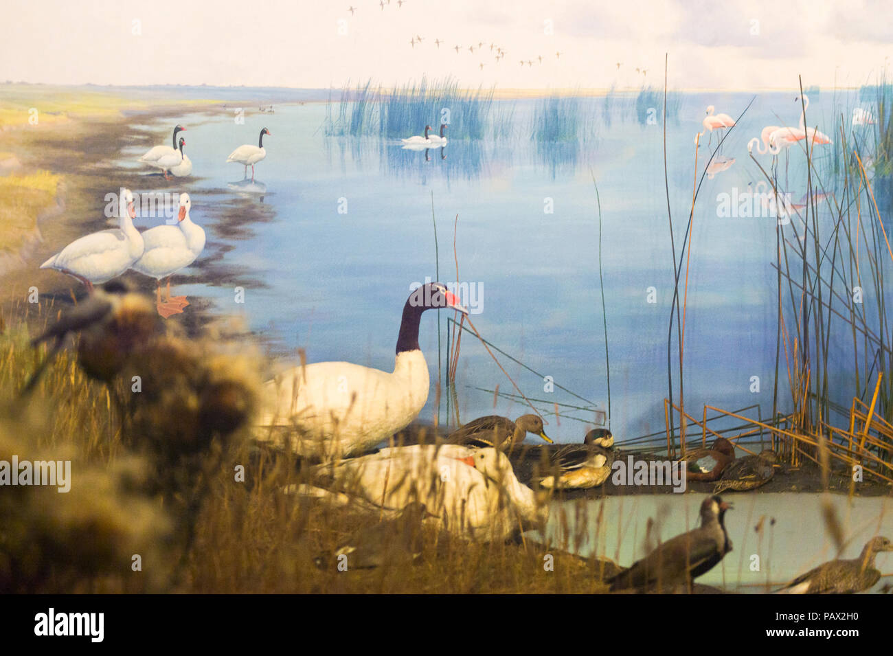 NEW YORK, USA - 22.September 2015: American Museum of Natural History (AMNH). Es ist eines der größten Museen der Welt. Stockfoto