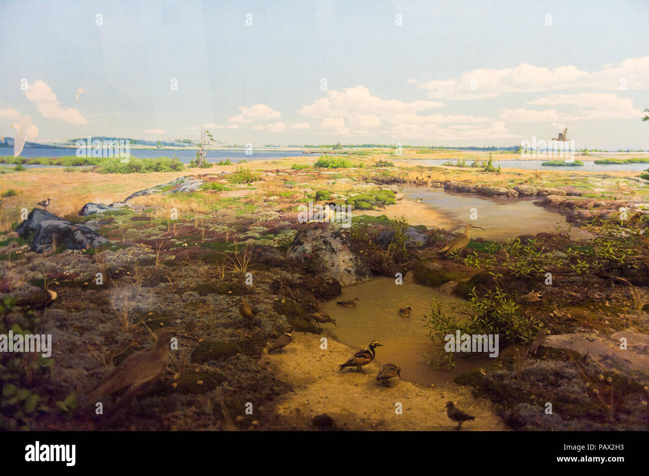 NEW YORK, USA - 22.September 2015: American Museum of Natural History (AMNH). Es ist eines der größten Museen der Welt. Stockfoto