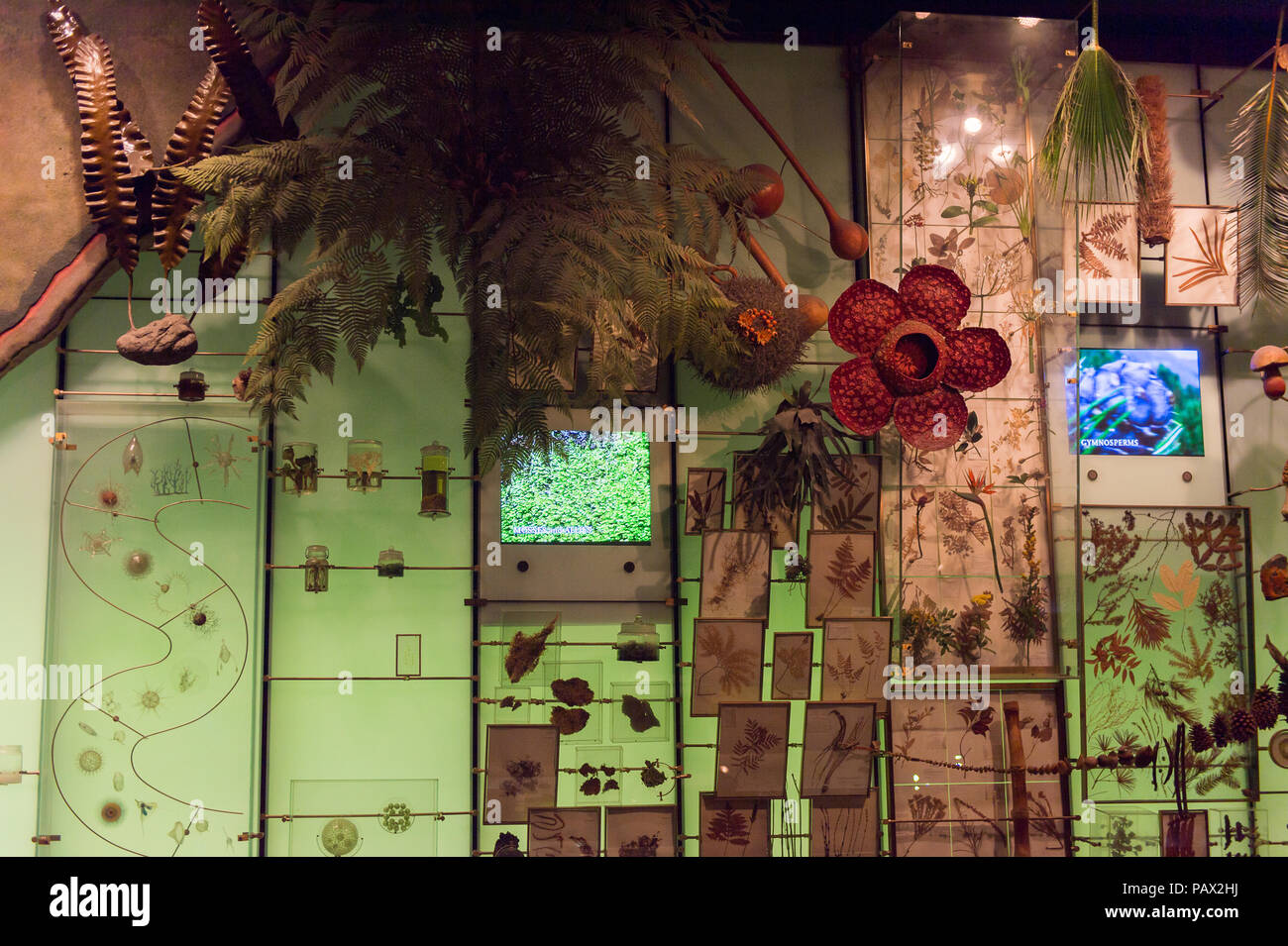 NEW YORK, USA - 22.September 2015: Innenraum des American Museum of Natural History (AMNH). Es ist eines der größten Museen der Welt. Stockfoto