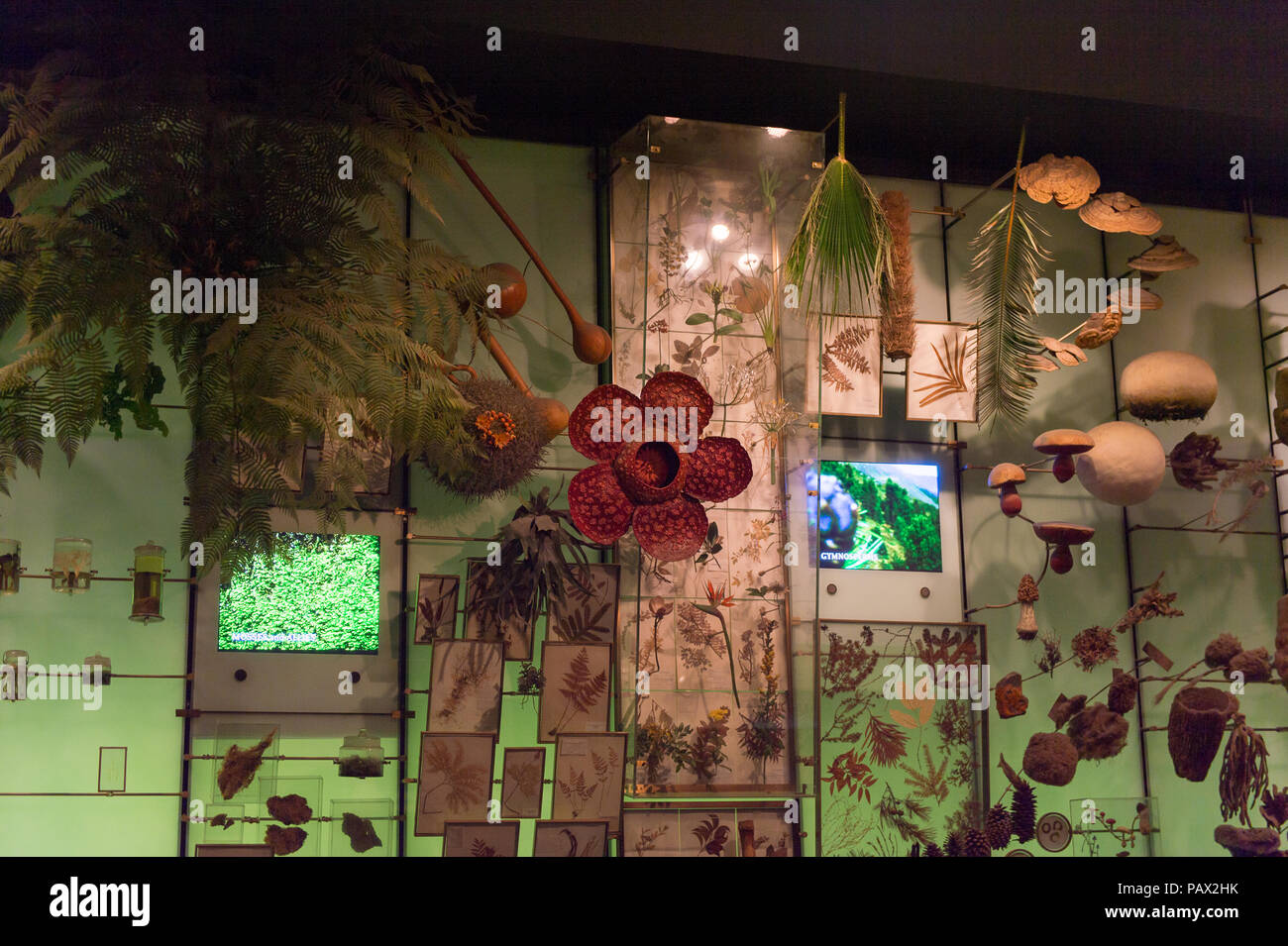 NEW YORK, USA - 22.September 2015: Innenraum des American Museum of Natural History (AMNH). Es ist eines der größten Museen der Welt. Stockfoto