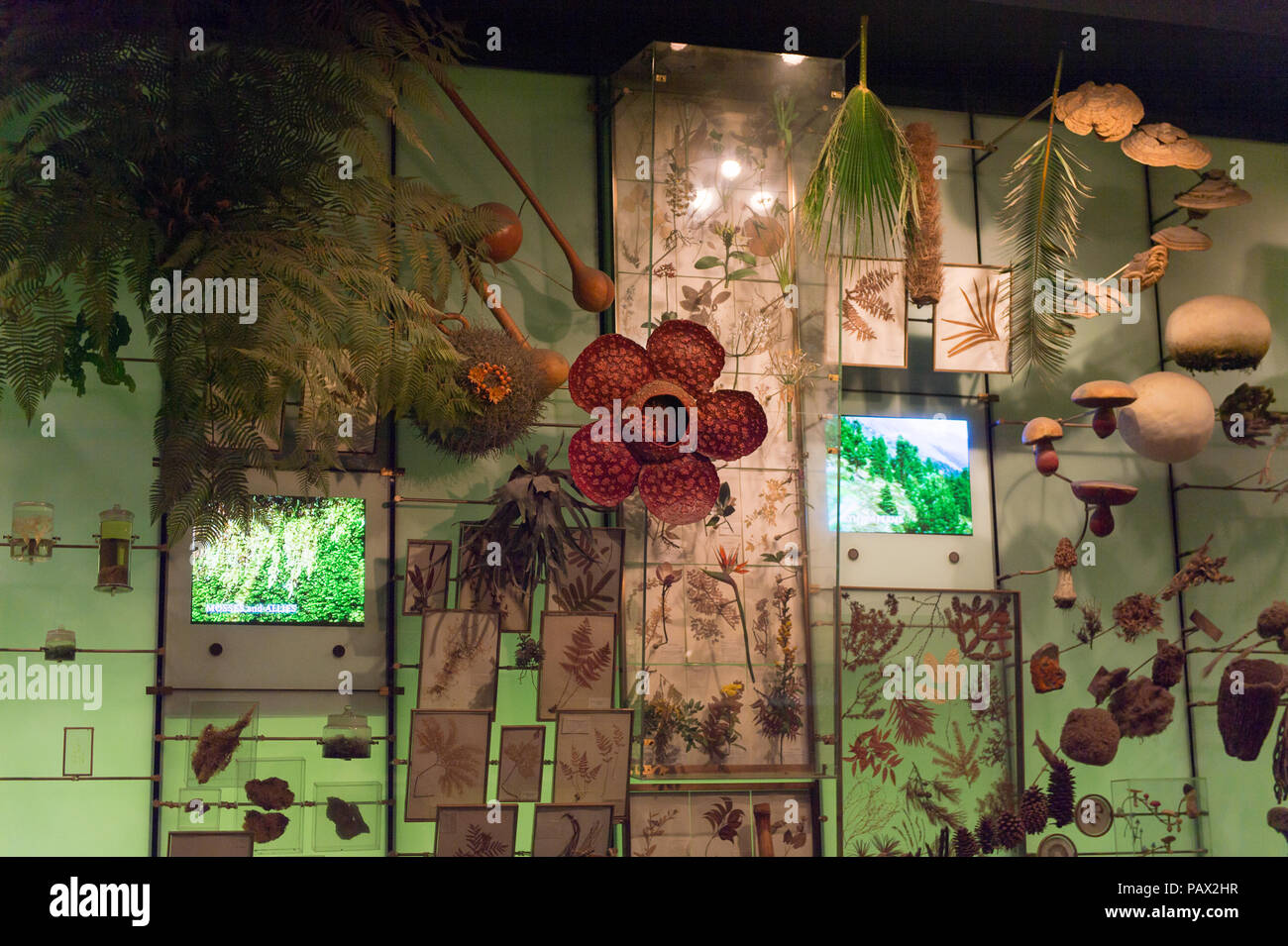 NEW YORK, USA - 22.September 2015: Innenraum des American Museum of Natural History (AMNH). Es ist eines der größten Museen der Welt. Stockfoto