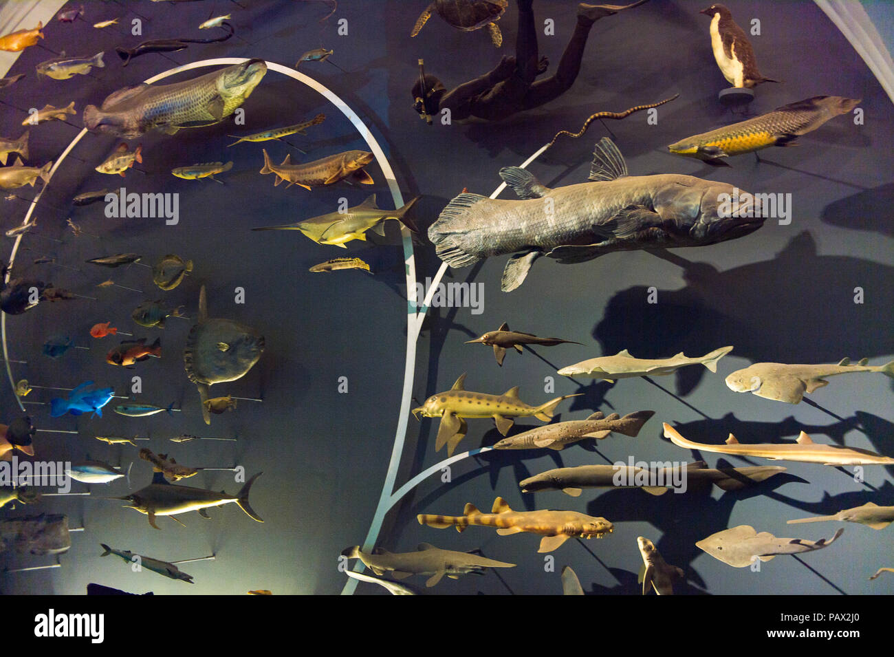 NEW YORK, USA - 22.September 2015: Innenraum des American Museum of Natural History (AMNH). Es ist eines der größten Museen der Welt. Stockfoto