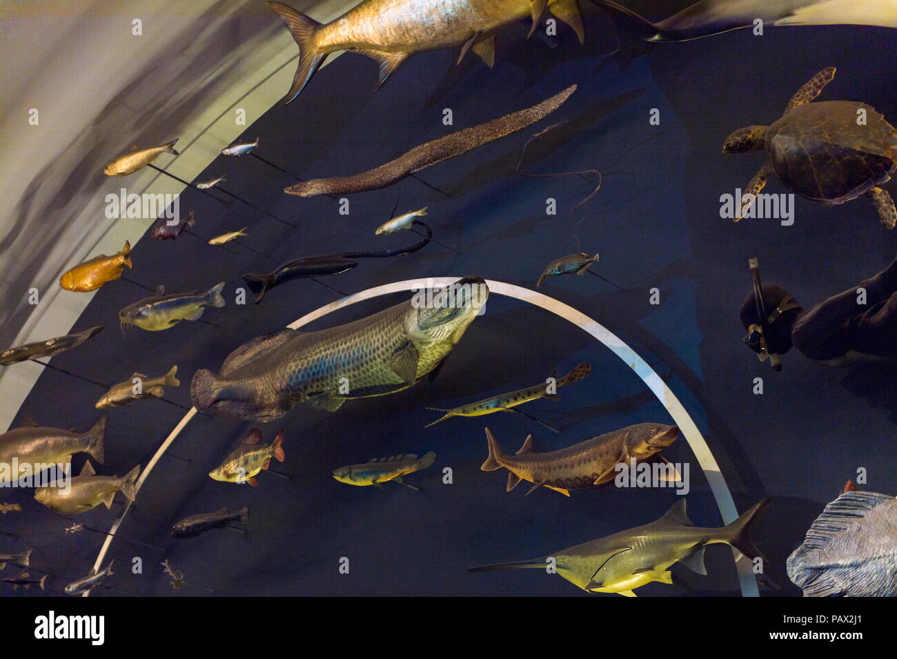 NEW YORK, USA - 22.September 2015: Innenraum des American Museum of Natural History (AMNH). Es ist eines der größten Museen der Welt. Stockfoto