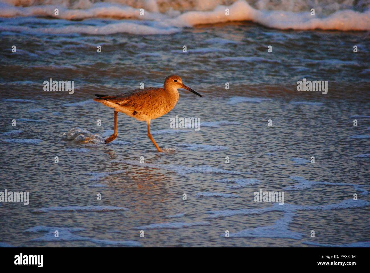 Schöner Vogel am Strand entlang laufen, als wenn Sie auf dem Wasser. Stockfoto