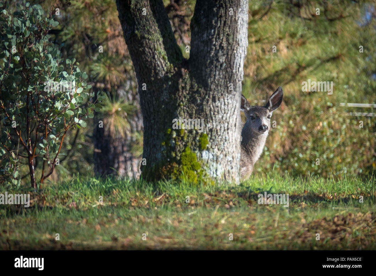 Weibliche Rehe verstecken und stößt seinen Kopf hinter einer großen Eiche im Yosemite National Park Stockfoto