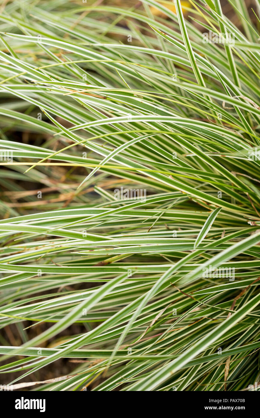 Der Carex conica nowline' Stockfoto