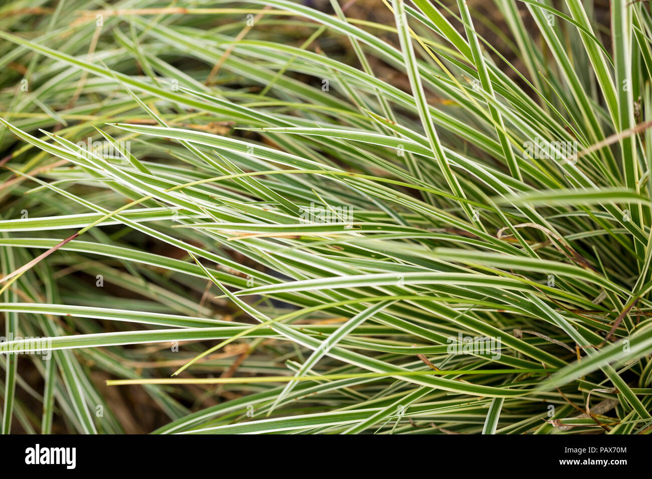 Der Carex conica nowline' Stockfoto