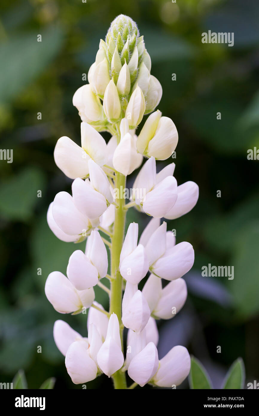 Campanula glomerata 'Edlen Maiden' Band von Nobles Serie Stockfoto