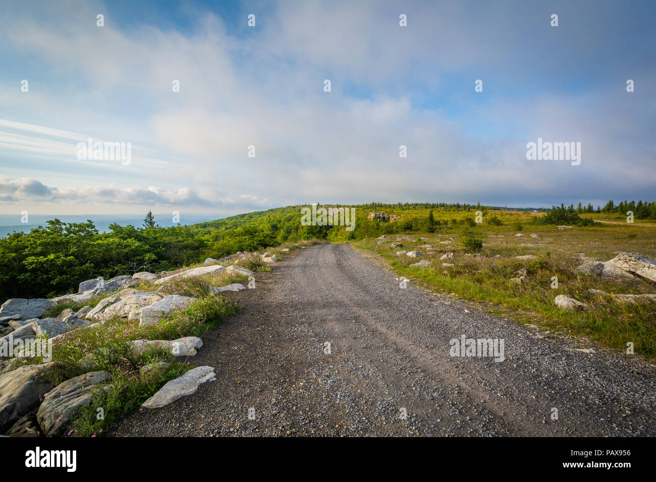 Dirt Road in Dolly Sods Wüste, Monongahela National Forest, West Virginia. Stockfoto