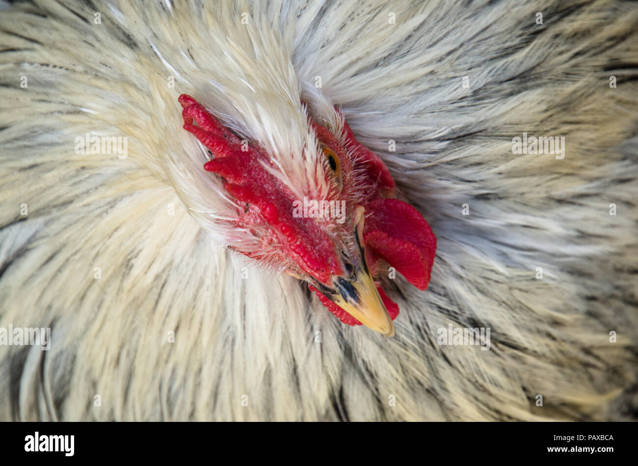 Portrait von weißen Hahn mit leuchtend roten Hahn von oben. Stockfoto