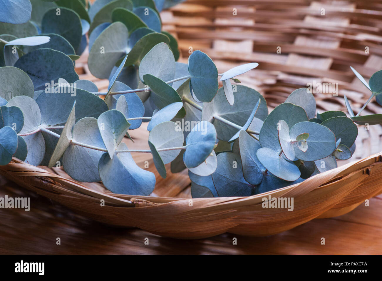 Eukalyptus Stecklinge in einem Korb Stockfoto
