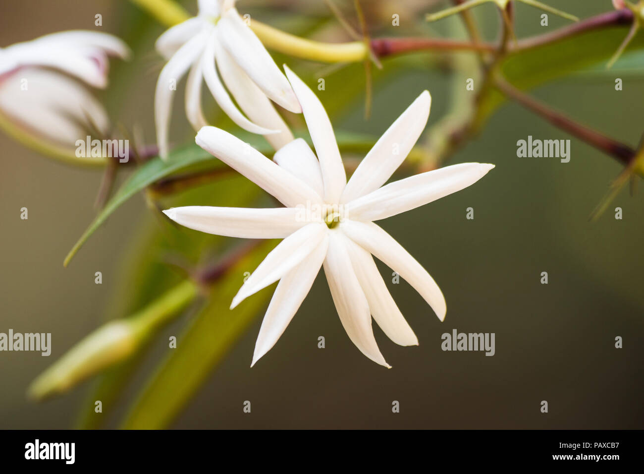 Angelwing Jasmin auf natürlichen Hintergrund Stockfoto