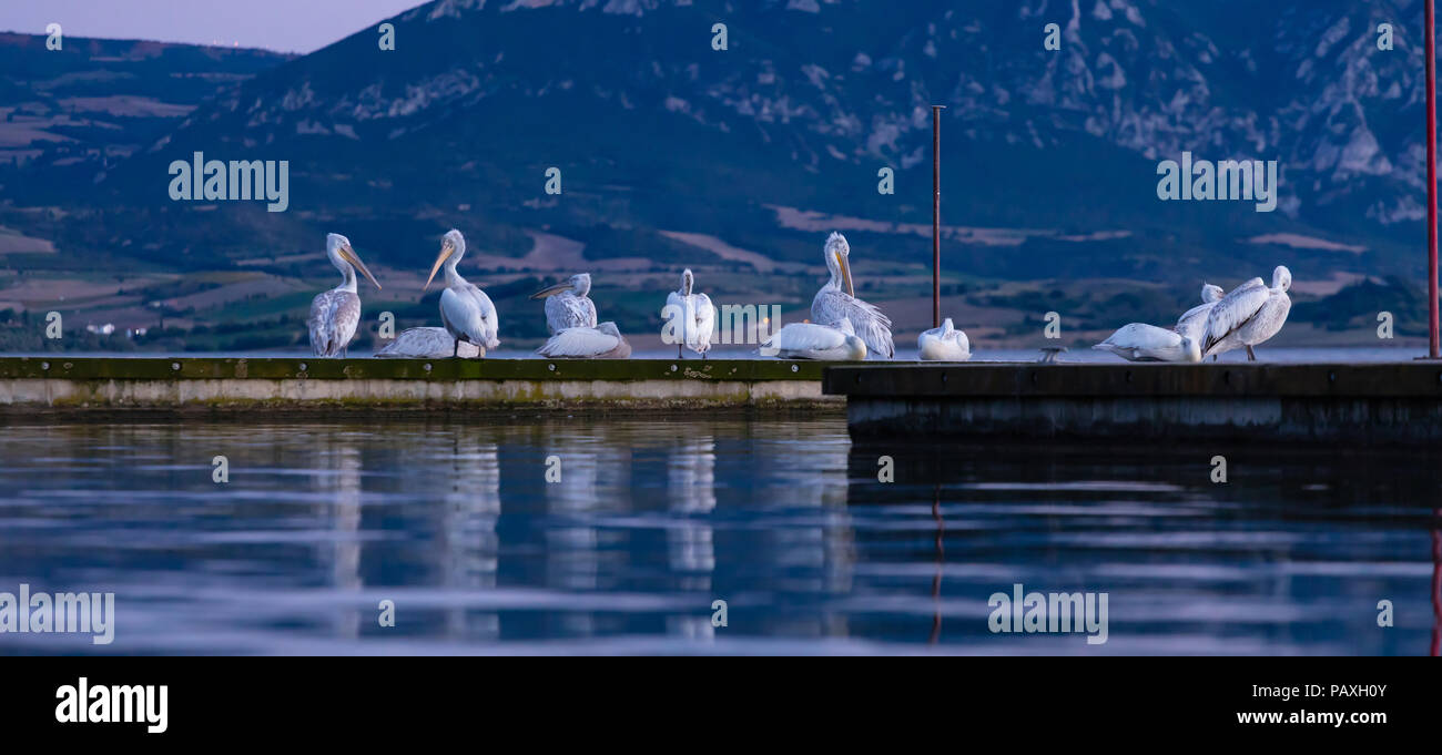 Wildlife Konzept. Schwarm Pelikane putzen aufliegt und auf Pier am Meer, Tapeten. Stockfoto
