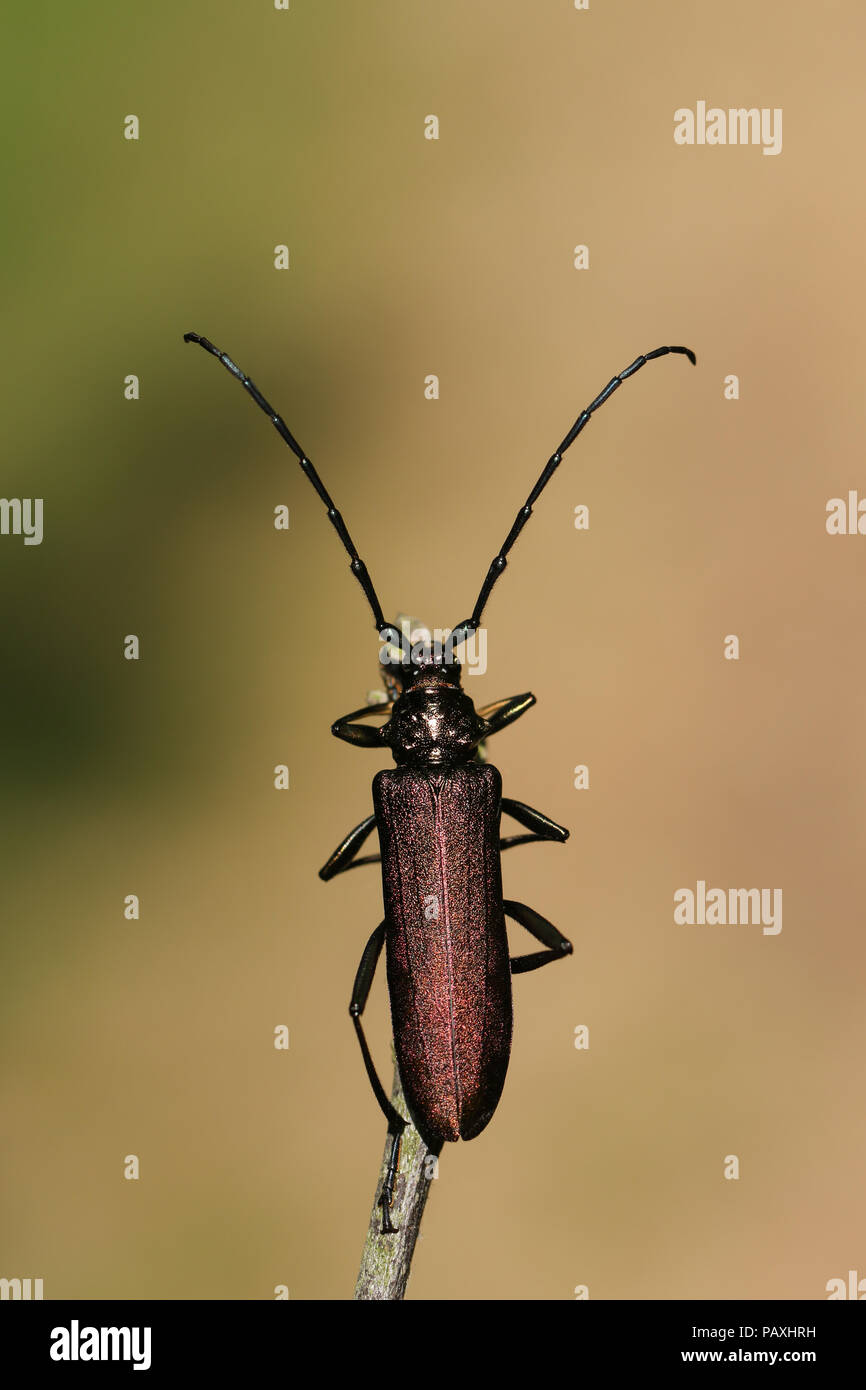 Eine große Moschus Käfer (Aromia moschata) auf einer Anlage. Stockfoto