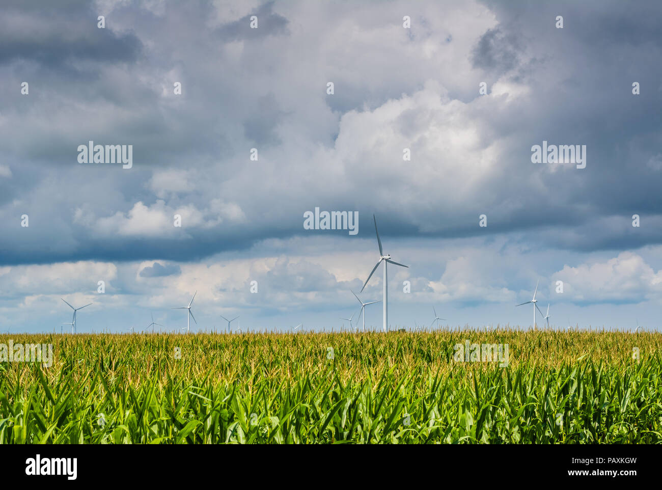 Windmühlen im ländlichen Indiana Stockfoto