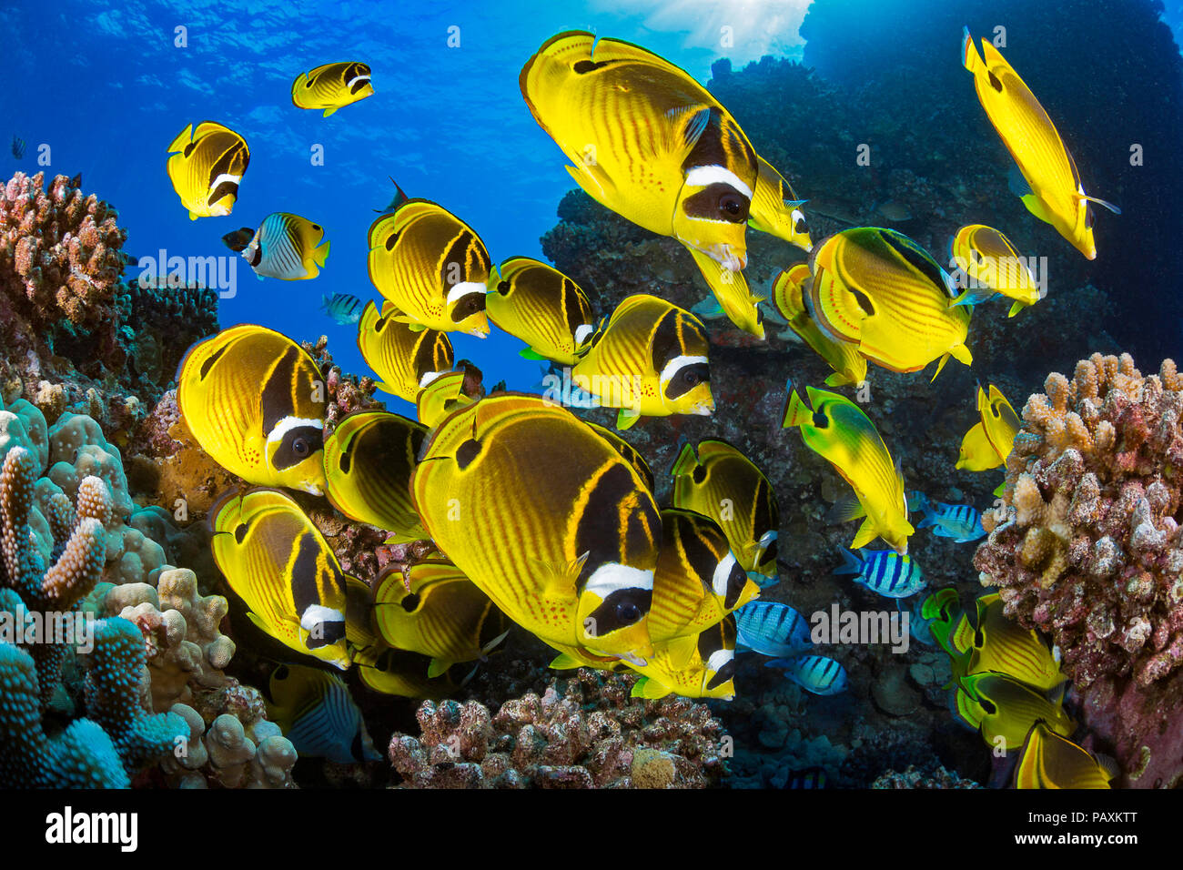 Schule Waschbar Falterfische Chaetodon Lunula Vor Der Insel Lanai Hawaii Stockfotografie Alamy