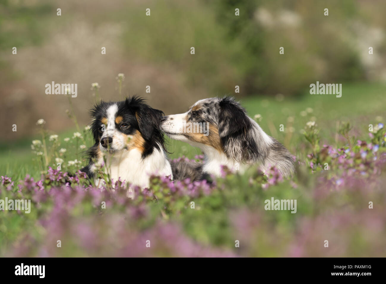 Mili und Nala die Miniatur Australian Shepherds Stockfoto