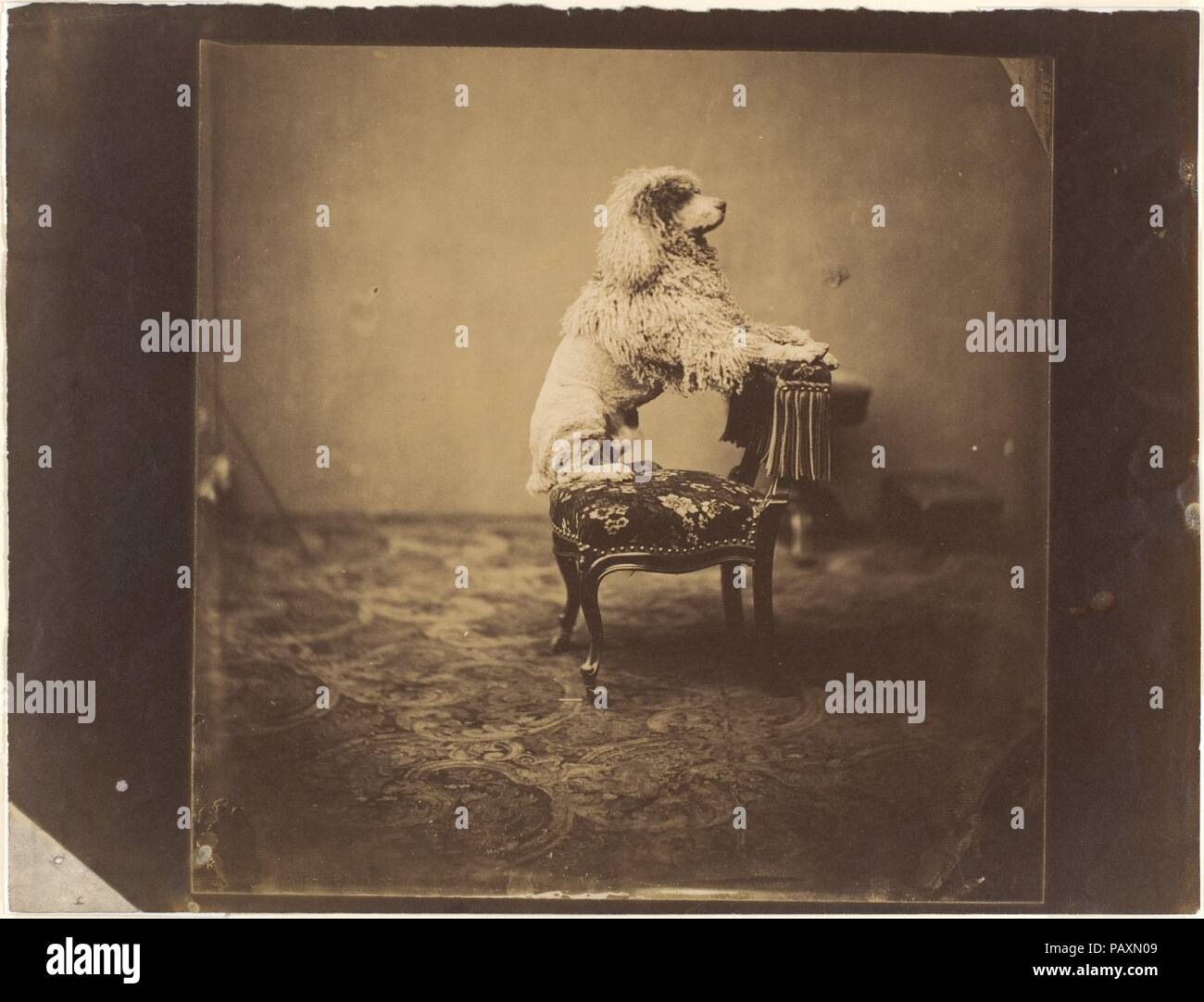 [Kaiserin Eugénie Pudel]. Abmessungen: Bild: 20,7 x 20,8 cm (8 1/8 x 8 3/16 in.) Blatt: 22,2 x 29 cm (8 3/4 x 11 7/16 in.). Fotografie Studio: André-Adolphe - Eugène Disdéri (Französisch, Paris 1819-1889 Paris). Datum: 1850. Museum: Metropolitan Museum of Art, New York, USA. Stockfoto