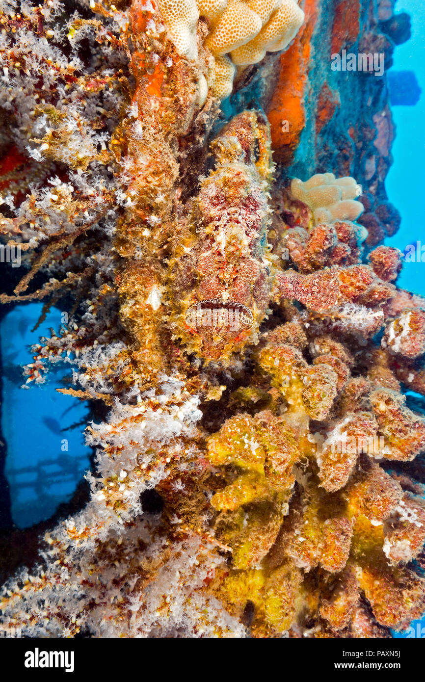 Diese commerson's Anglerfisch, Antennarius commersoni, auch bekannt als ein seeteufel, ist camoflaged neben dieser Korallen auf dem Wrack der St. Anthony aus Ma Stockfoto