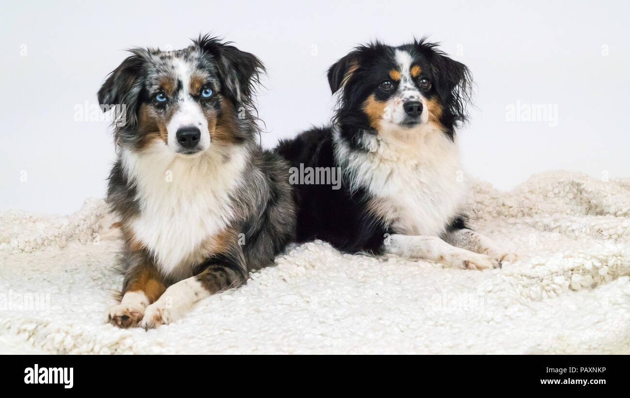 Mili und Nala die Miniatur Australian Shepherds Stockfoto