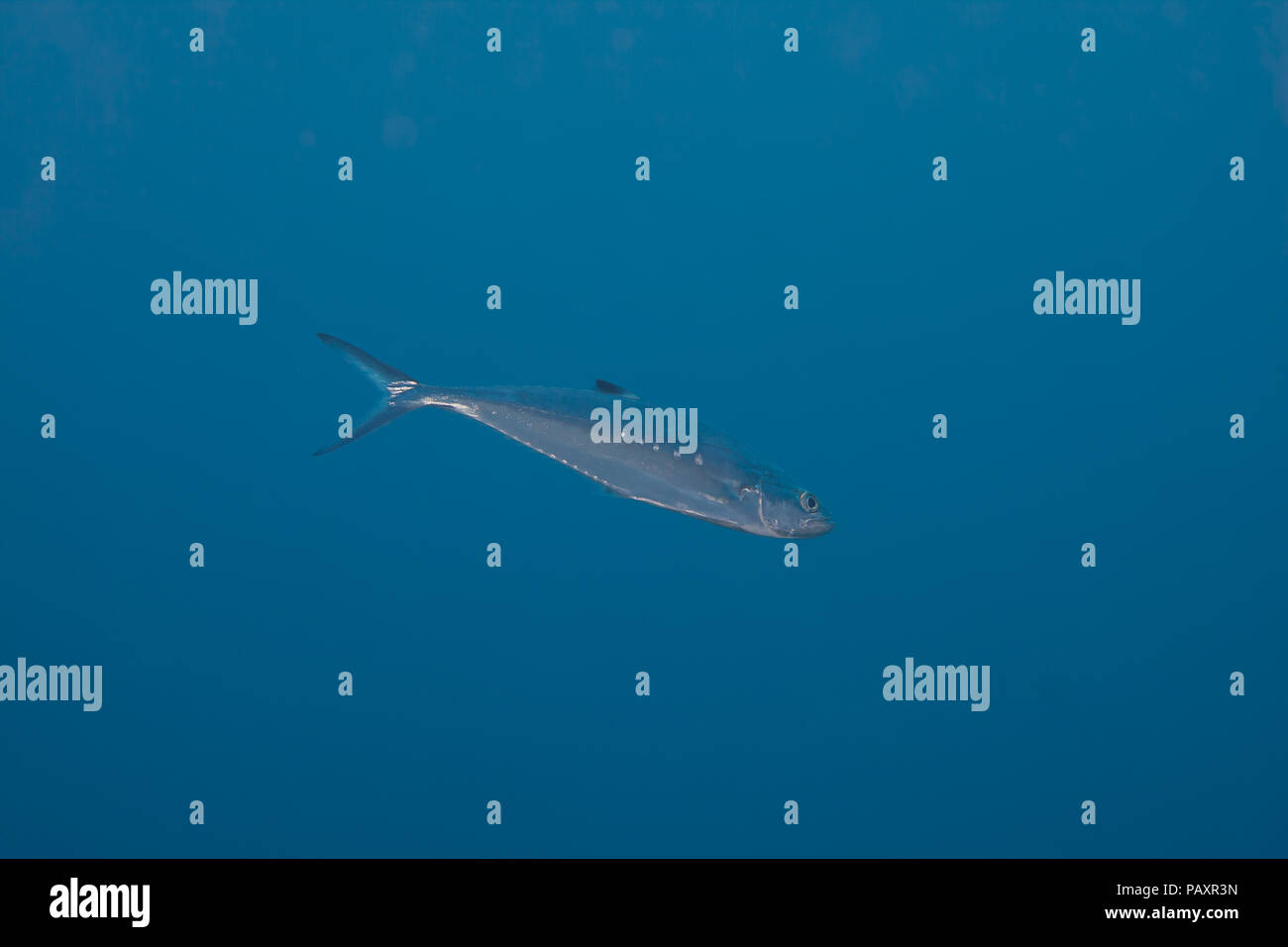 Die leatherback, Scomberoides lysan, wird auch als queenfish bekannt. In Hawaii sind Sie rufen auch Lai und sind häufig gesehen folgende Buckelwale Stockfoto