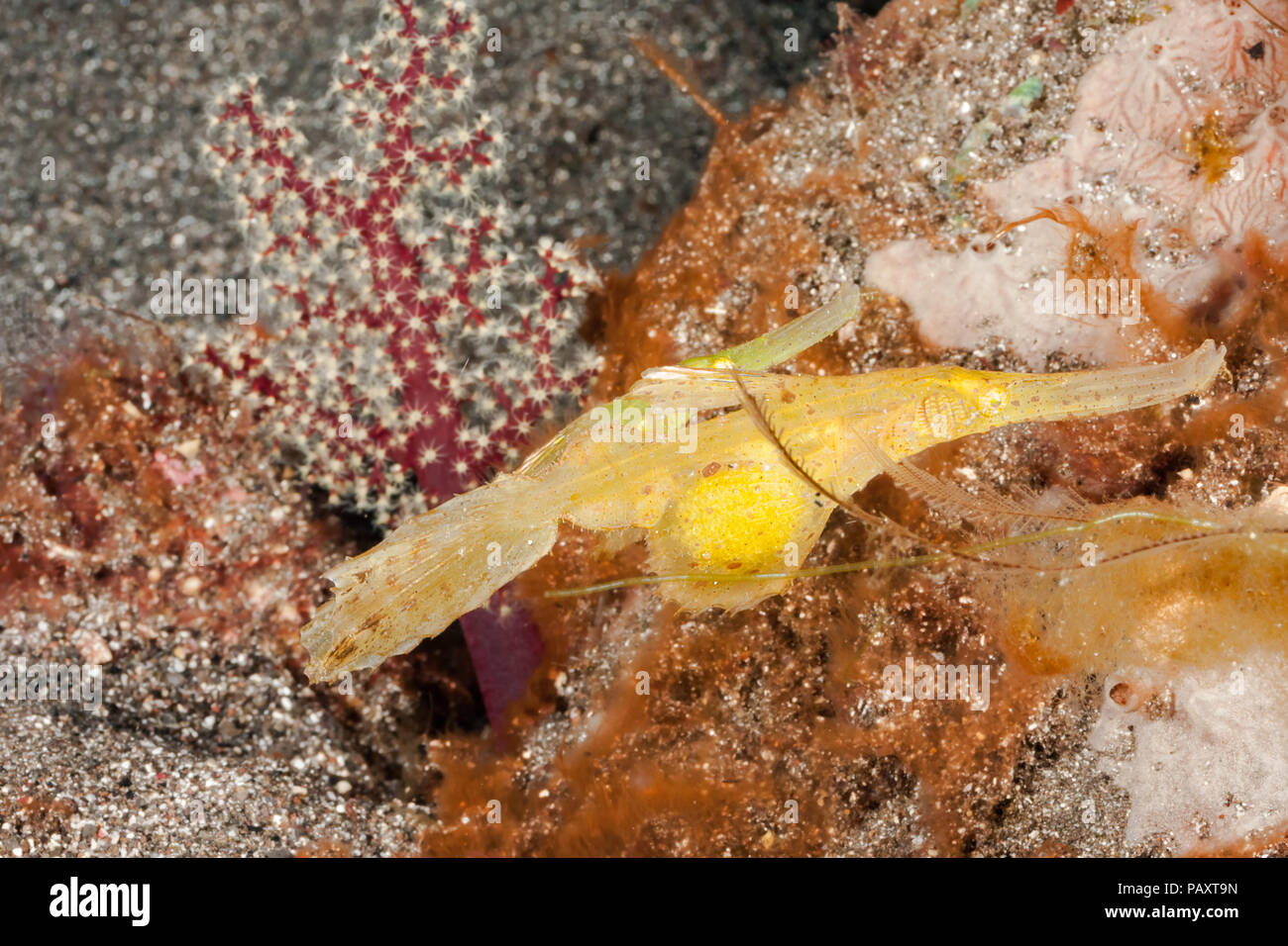 Die robuste unglaubliche Geisterpfeiffenfische, Solenostomus cyanopterus, ist fast unmöglich, in den Seegraswiesen, um zu finden, daß sie so perfekt nachahmen. Zu ihrer ähnlichen Stockfoto