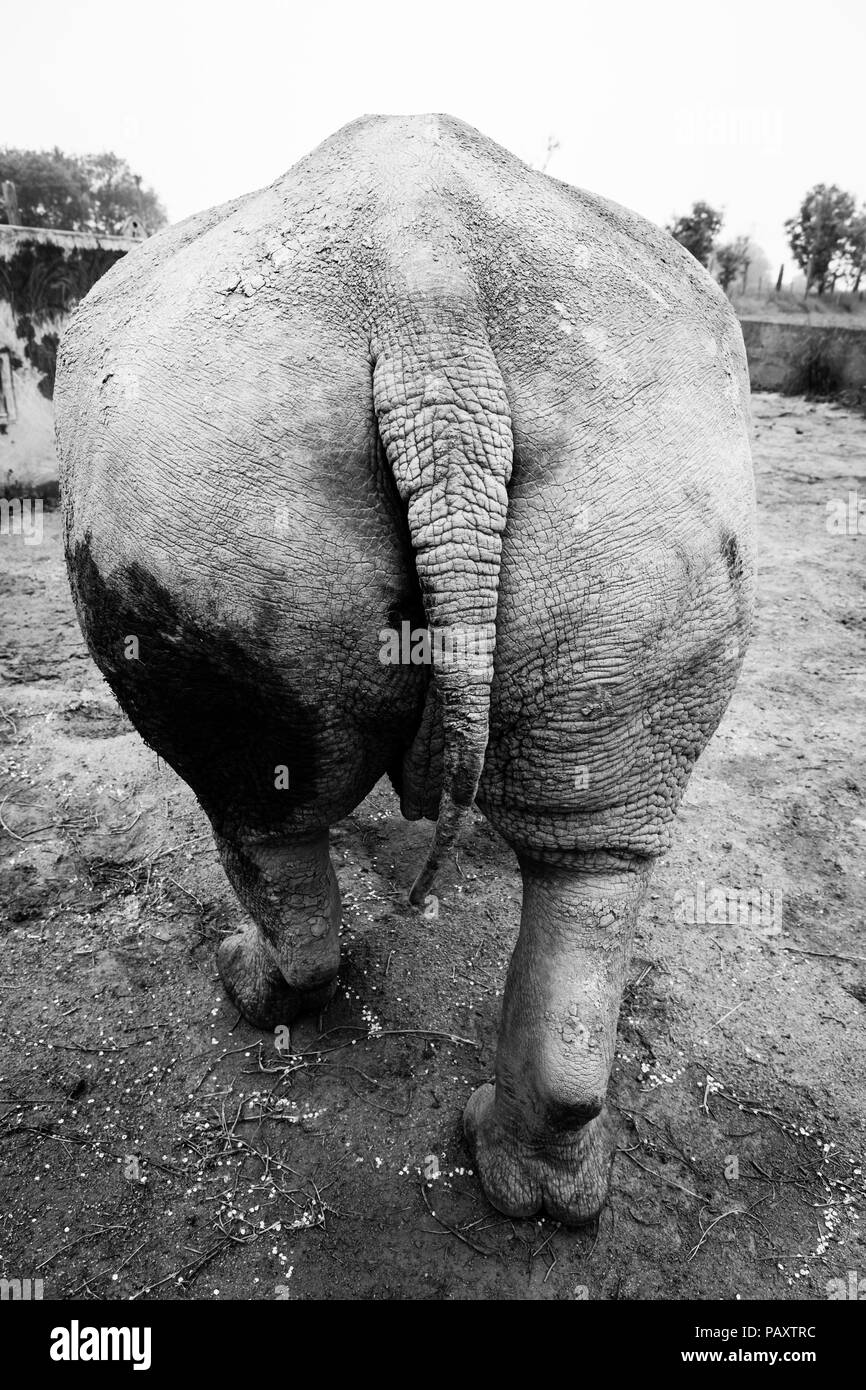 White Rhino unten zu Fuß in einem Zoo Gehäuse Stockfoto