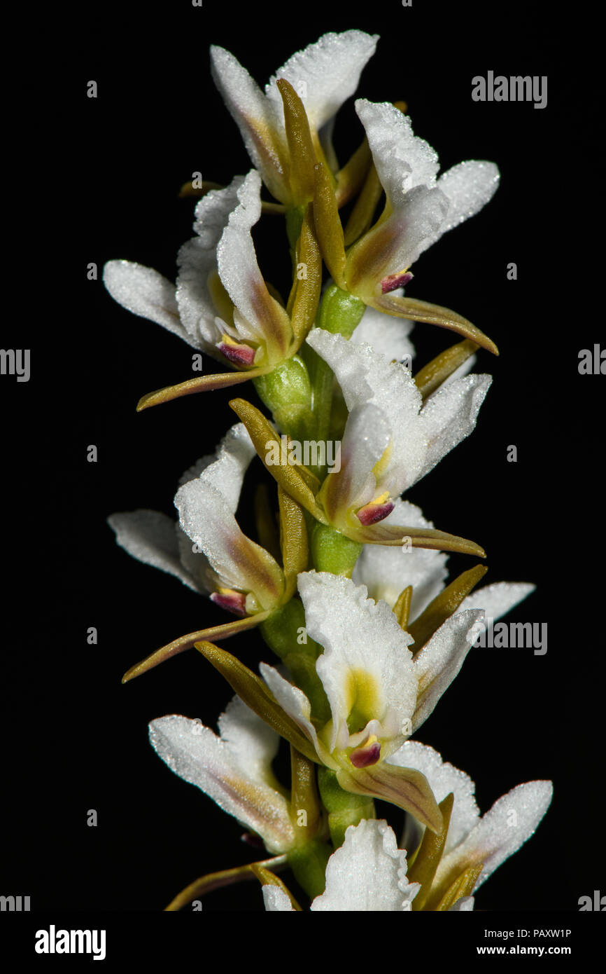 Dichten Lauch Orchidee Blumen Stockfoto