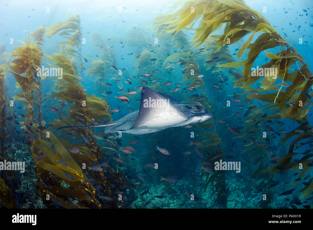 Ein Kalifornien bat Ray, Myliobatis californica, Schwimmen durch einen riesigen Kelp Forest, Macrocystis pyrifera, Santa Barbara, Kalifornien, USA, Pazif Stockfoto