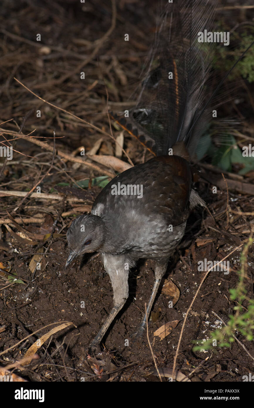 Hervorragende Leierschwanz-vogels Nahrungssuche Stockfoto