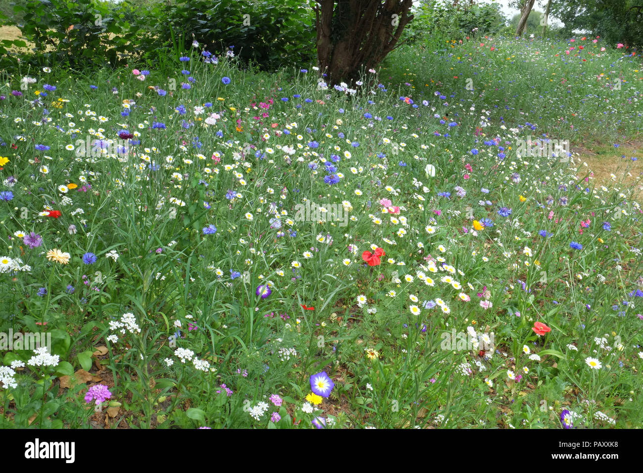 Wildblumen in Englischer Country Garden, Shropshire. Stockfoto