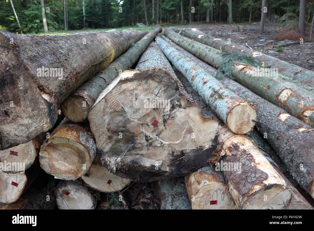 Big Tree Protokolle auf der Logging site in der Mitte des Waldes Stockfoto