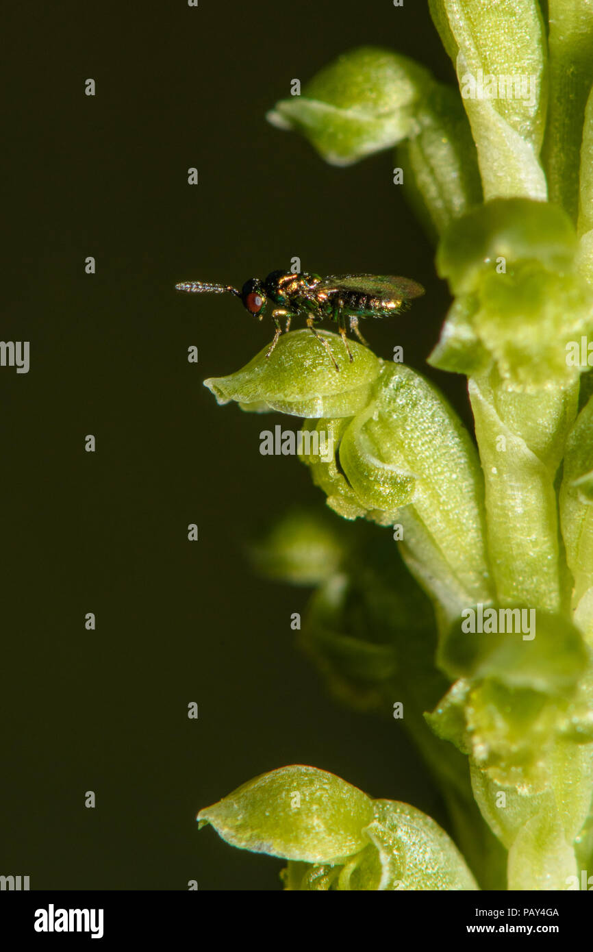 Zwiebel Orchid Stockfoto