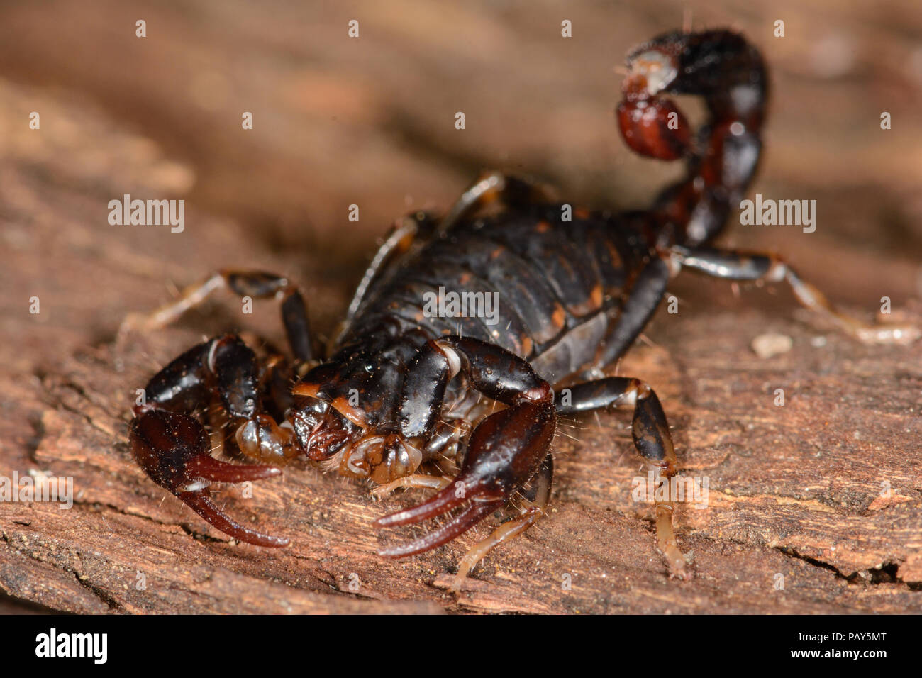 Holz Scorpion Stockfoto