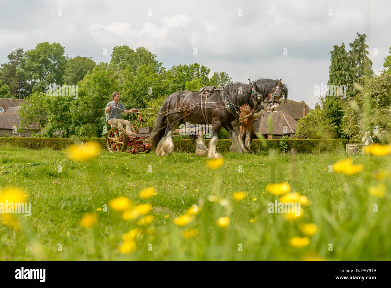 Ein paar Schwere Pferde arbeiten das Land mit Vintage Landmaschinen in Acton Scott Historic Working Farm. Shropshire, England, Großbritannien Stockfoto