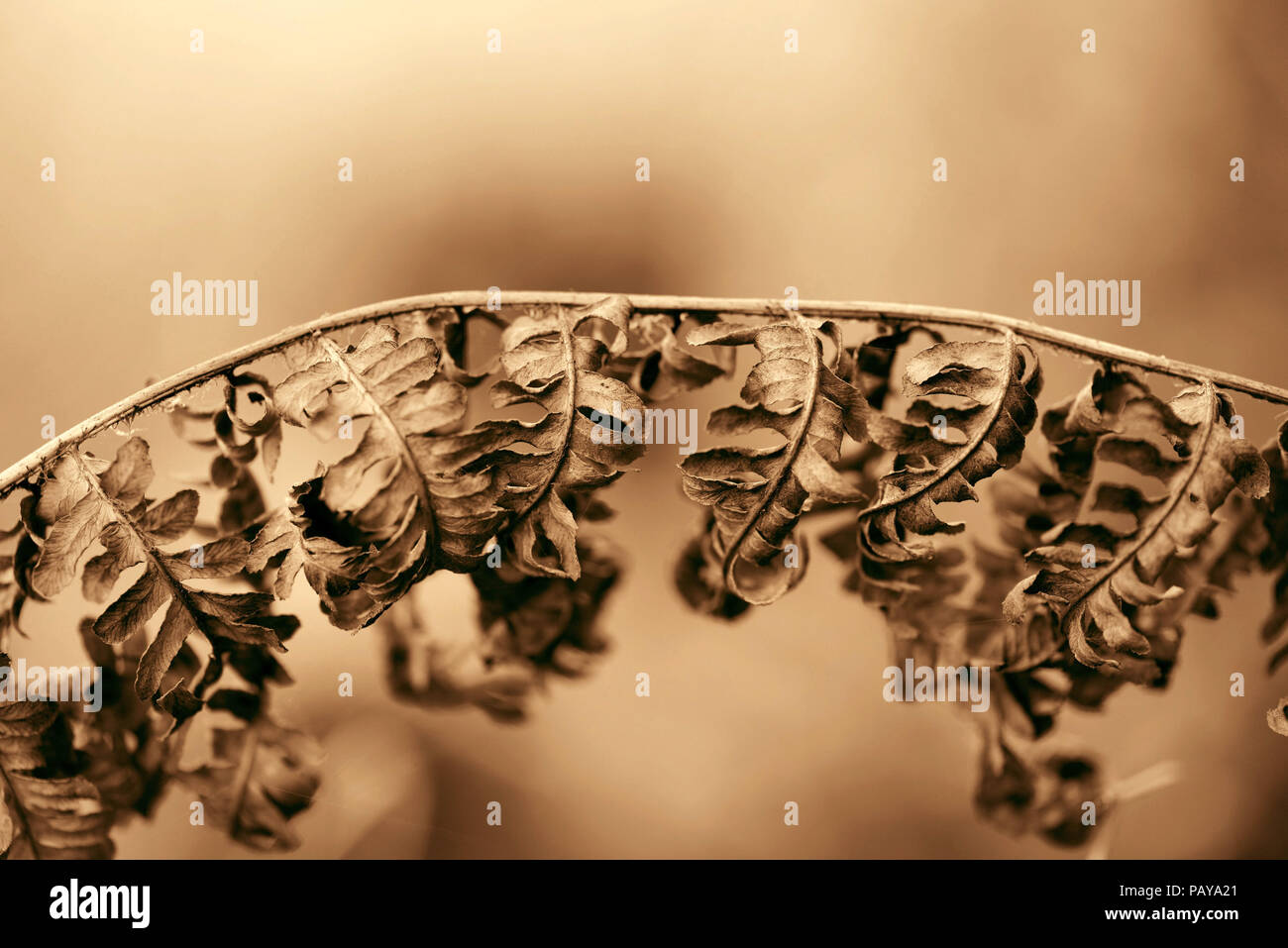 Trockene Blätter einer Farn. Herbst Hintergrund. Kunst Foto in Sepia. Stockfoto