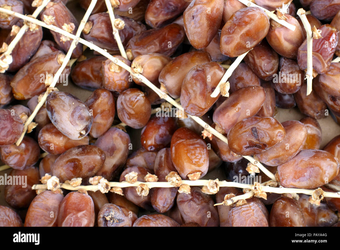 Stapel von getrockneten palm Termine in einer Niederlassung Stockfoto