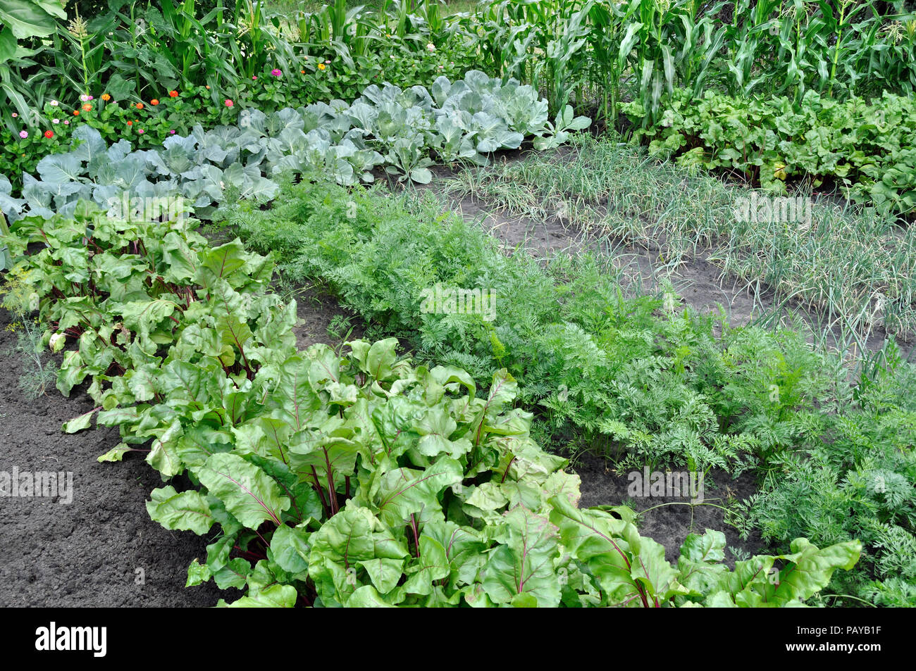 Organisch verschiedene Gemüse im Gemüsegarten angebaut Stockfoto