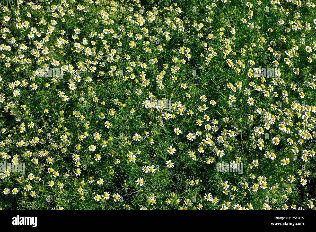 Feld blühender Kamille (Matricaria Chamomilla) - homöopathische Blumen, Blick direkt von oben Stockfoto