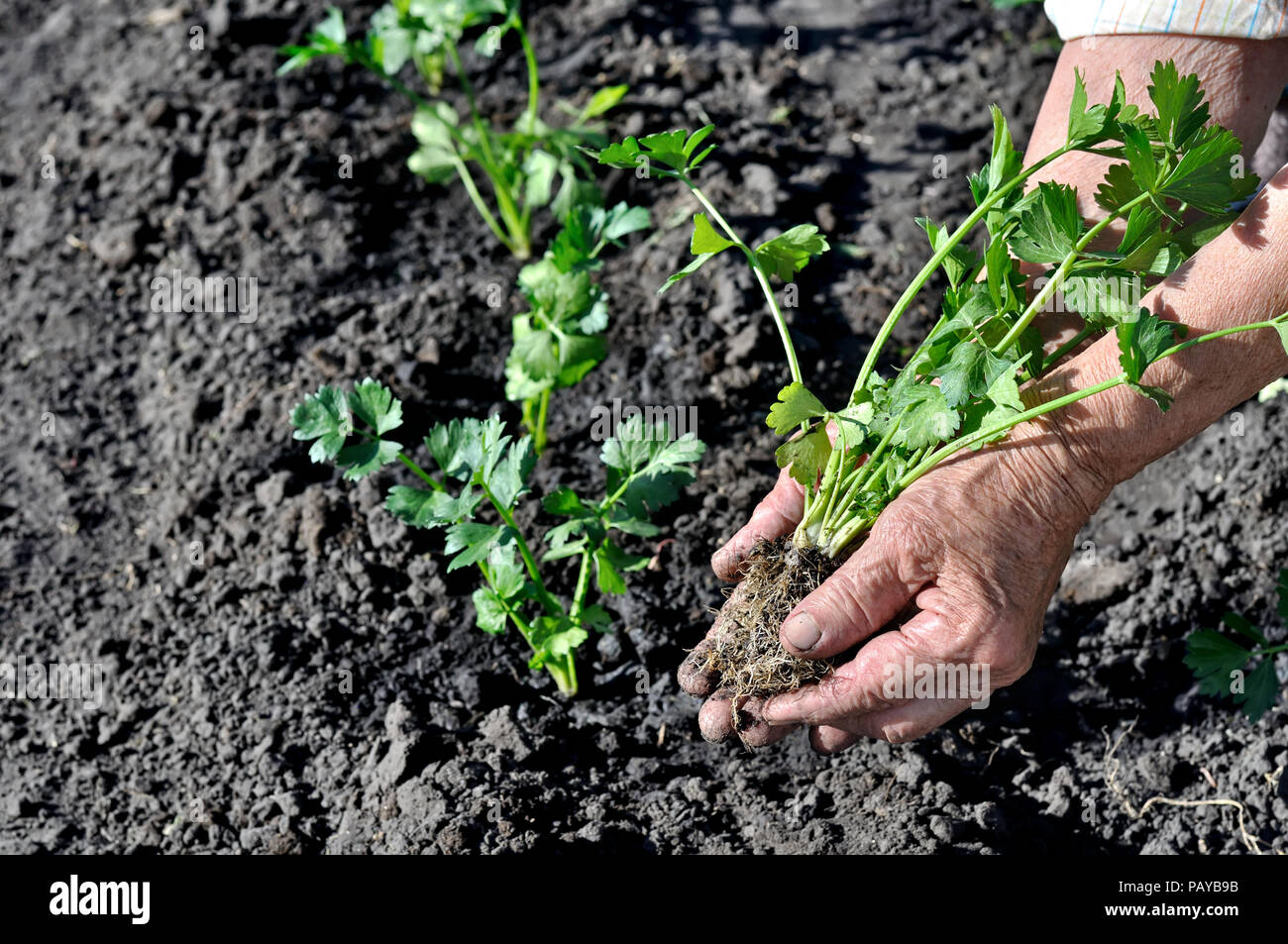 Farmer's Hände das Einpflanzen einer sellerie Sämling im Gemüsegarten, in Reihe, 1 von 3 Stockfoto